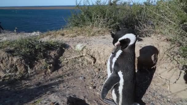 アルゼンチンのパタゴニア半島の大西洋の険しい崖で繁殖するマゼランペンギン シュフェニコス マグネラニクス — ストック動画
