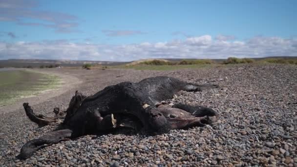 死んだ南の右のクジラの子牛の死体 Eubalaenaオーストラリア Valdes半島のGolfo Nuevo海岸沿いの小石のビーチに横たわっています パタゴニア アルゼンチン — ストック動画