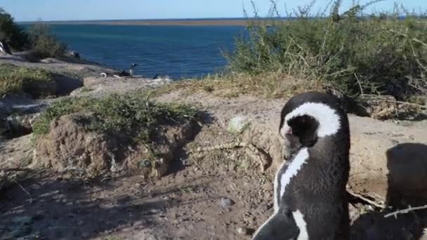 Magellanic Penguin Spheniscus Magellanicus Breeding Steep Cliff Atlantic Ocean Peninsula — Stock video