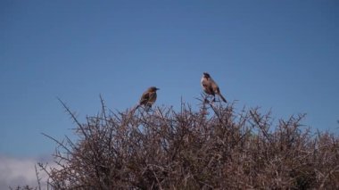 Birds singing their lovely song on top of a thorny bush in the Landscape of Patagonia in Argentina