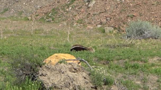 Stinktier Läuft Über Eine Wiese Piedra Parada Der Chubut Region — Stockvideo