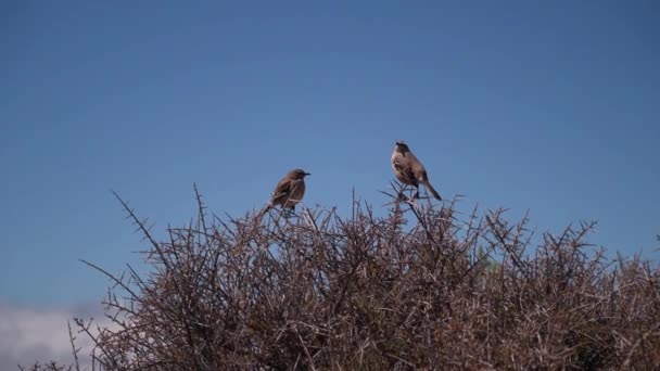 Птицы Поют Свою Прекрасную Песню Вершине Тернистого Куста Ландшафте Патагонии — стоковое видео