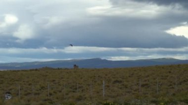 greater rhea, Rhea americana, a large flightless bird living in south America, being harassed by a bird of prey in the vast landscape of Patagonia, South America.