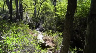 little stream running lively through the dense forest at Mount Fitzroy national Park in Patagonia, Argentina.