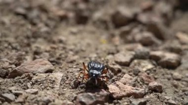 small beetle at Piedra Parada Gorge in the chubut region of Patagonia, Argentina, a popular travel destination for rock climbers.