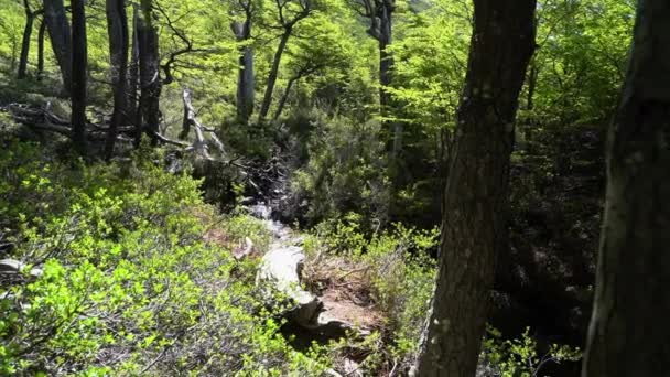 アルゼンチンのパタゴニアにあるフィッツロイ山国立公園の鬱蒼とした森の中を流れる小さな川 — ストック動画