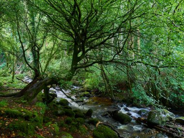 İrlanda manzarasında yemyeşil ve yemyeşil orman Kerry 'nin halkasına yakın..