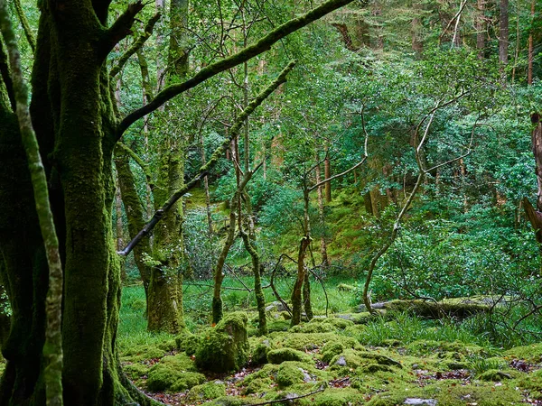 Καταπράσινο Και Καταπράσινο Δάσος Στο Τοπίο Της Ιρλανδίας Κοντά Στο — Φωτογραφία Αρχείου