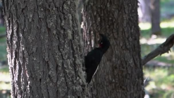 アルゼンチンのパタゴニアにあるフィッツロイ山国立公園の木の上に黒い女性のマゼランウッドのペッカー — ストック動画