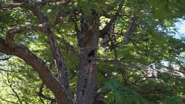 アルゼンチンのパタゴニアにあるフィッツロイ山国立公園の木の上に黒い女性のマゼランウッドのペッカー — ストック動画