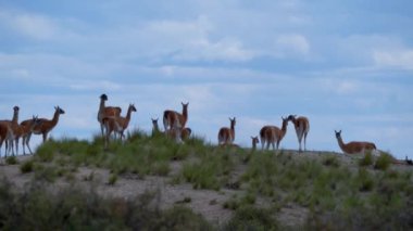 Herd of Guanaco, Lama guanicoe, a camelid species related to Llama, living in South America, on Valdes peninsula, Patagonia, Argentina