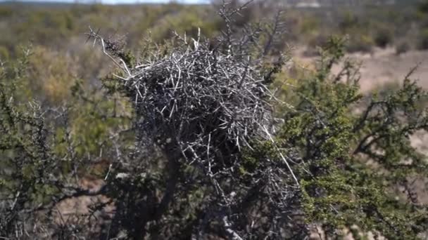 アルゼンチンのパタゴニアの風景の中にとげのある茂みの中に空の中空の鳥の巣 — ストック動画