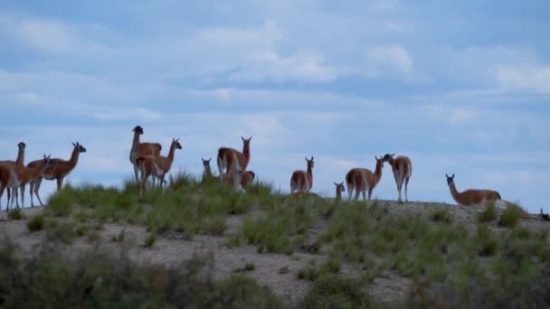 Herd Guanaco Lama Guanicoe Camelid Species Related Llama Living South — Stockvideo