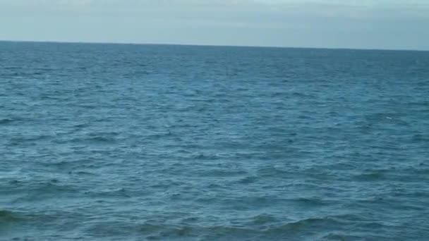 Eubalaena Australis Baleia Franca Sul Mostra Barbatana Cauda Rompendo Superfície — Vídeo de Stock