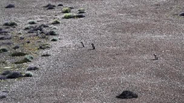 スフェニコス マグネラニクス パタゴニアのカボ バヒアのマゼランペンギン海岸で波が砕けている背景に大きな波があるビーチを歩いている — ストック動画