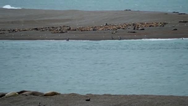 Colony Sea Lions Caleta Valdes Peninsula Valdes Patagonia Argentina — Stock video