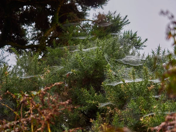 Zarte Spinnennetze Mit Tautropfen Bedecken Einen Sattgrünen Busch Irland — Stockfoto