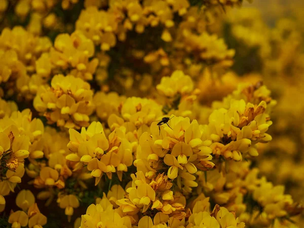 Jurang Kuning Terang Mekar Penuh Menyebar Luas Seluruh Inggris Skotlandia — Stok Foto