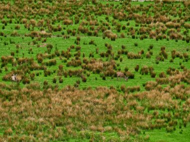 İngiltere 'nin İskoçya dağlarının engebeli arazisinde duran geyik yumurtası..