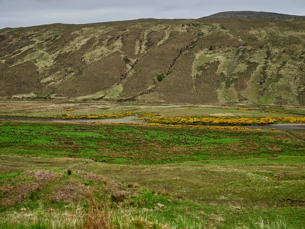 Reh Hirsch Steht Der Rauen Landschaft Des Schottischen Hochlandes Großbritannien — Stockfoto
