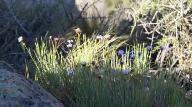 Arjantin, Güney Amerika 'da güneşli bir günde rüzgarla savrulan sert ve kurak bir çevredeki kuru çöl çalı bitkisi..