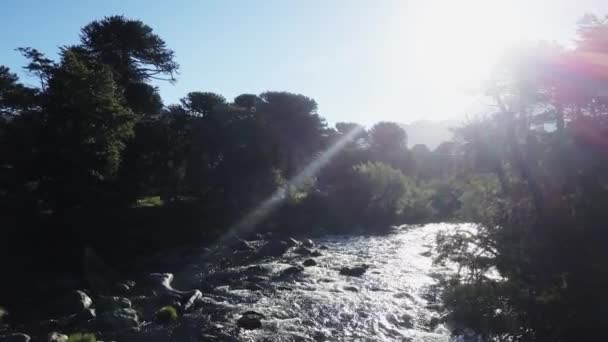 아르헨티나 칠레의 지역에 화산에 아라우 카리아 나무숲을 흐르는 공중에서 — 비디오