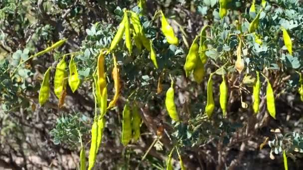 阳光普照的阿根廷干旱地区的一片茂密的绿灌木上撒满了种子 — 图库视频影像