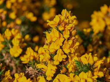 Parlak sarı gorse, aynı zamanda furze, Ulex europaeus, tamamen çiçek açmış, İngiltere, İskoçya ve Galler 'in her tarafına yayılmış..
