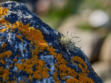 Güneşli bir günde İskoçya 'nın dağlık bölgelerindeki bir nehirde kayaların üzerinde büyüyen portakal ve beyaz liken..