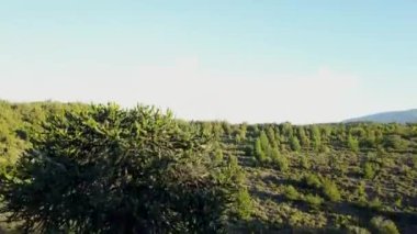 Arjantin ile Şili arasındaki sınır bölgesinde, Lago Alumine 'deki Batea Mahuida yanardağındaki Araucaria ormanının hava manzarası..