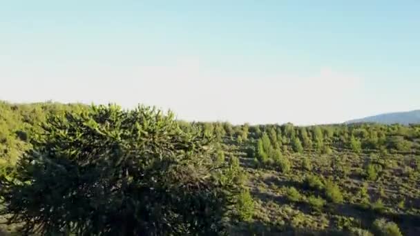 Vista Aérea Uma Floresta Araucária Vulcão Batea Mahuida Lago Alumine — Vídeo de Stock