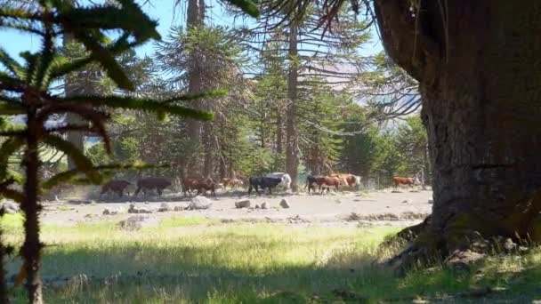 在阿根廷和智利边境地区靠近拉宁火山的地方 有许多人驾驶着牲畜穿过一片阿拉伯树林 — 图库视频影像