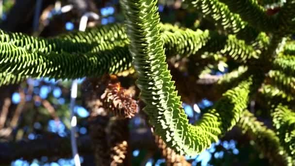 Állványzat Részletesen Araucaria Faág Örökzöld Tűlevelű Vagy Majom Farok Vastag — Stock videók
