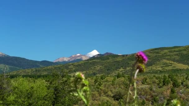 Paisaje Volcán Lanin Con Denso Bosque Araucario Región Fronteriza Entre — Vídeos de Stock