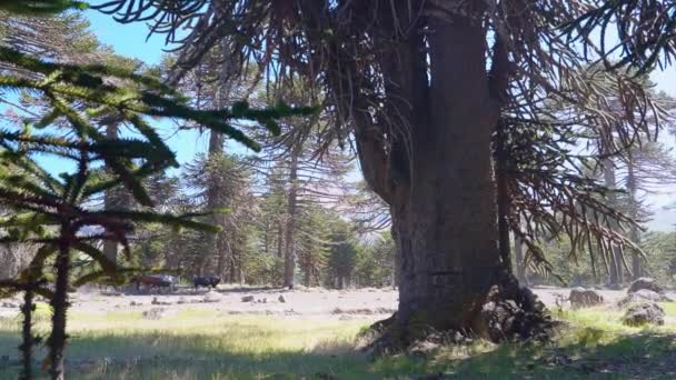 Gauchos Pędzący Bydło Przez Las Araucaria Niedaleko Wulkanu Lanin Regionie — Wideo stockowe