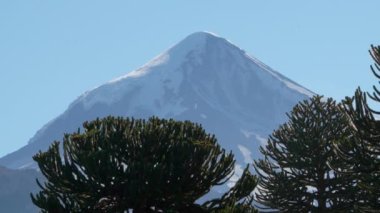 Arjantin ve Şili arasındaki sınır bölgesinde yoğun Araucaria ağaç ormanlarıyla Lanin volkanı manzarası.