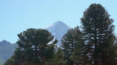 Arjantin ve Şili arasındaki sınır bölgesinde yoğun Araucaria ağaç ormanlarıyla Lanin volkanı manzarası.