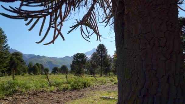 Paisagem Vulcão Lanin Com Densa Floresta Arbórea Araucaria Região Fronteiriça — Vídeo de Stock