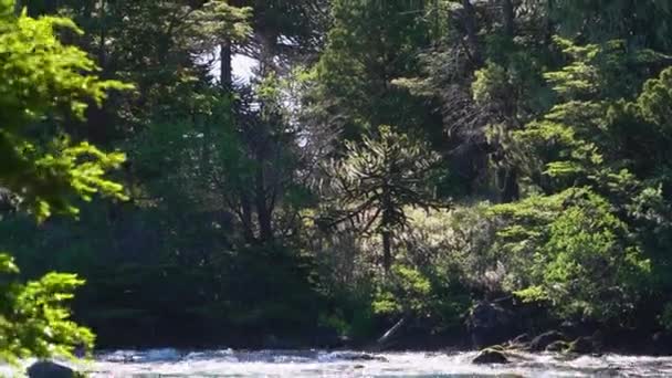 Vista Rio Animado Com Corredeiras Que Fluem Através Uma Floresta — Vídeo de Stock