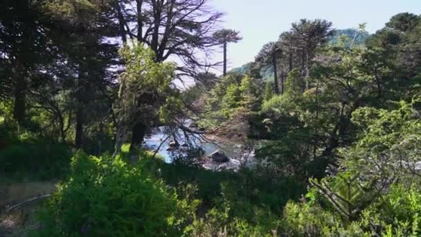Vista Río Animado Con Rápidos Que Fluyen Través Bosque Arbóreo — Vídeo de stock