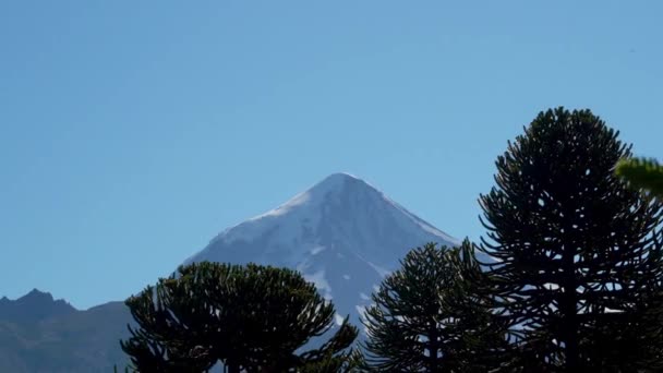 アルゼンチンとチリの国境地域に密生したアラウカリアの木の森を持つラニン火山の風景 — ストック動画