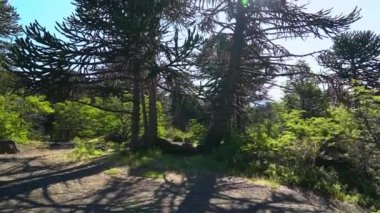 Arjantin ve Şili arasındaki sınır bölgesinde yoğun Araucaria ağaç ormanlarıyla Lanin volkanı manzarası.