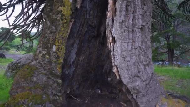 Árvore Oca Vulcão Lanin Com Densa Floresta Arbórea Araucaria Região — Vídeo de Stock