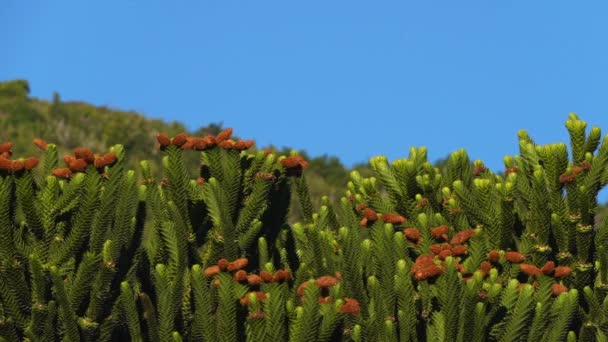 アルゼンチンとチリの国境地帯のラニン火山に近い太い鋭い針で また常緑針葉樹又は猿の尾の木であるアラウカリアの木の枝の詳細 — ストック動画