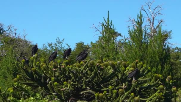 Abutres Negros Empoleirados Uma Árvore Araucaria Vulcão Batea Mahuida Lago — Vídeo de Stock
