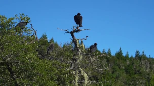 Abutres Negros Empoleirados Uma Árvore Araucaria Vulcão Batea Mahuida Lago — Vídeo de Stock