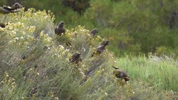 Bando Papagaios Periquitos Que Alimentam Arbusto Patagônia Argentina — Vídeo de Stock