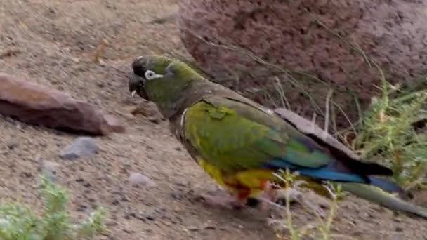 Bando Papagaios Periquitos Que Alimentam Arbusto Patagônia Argentina — Vídeo de Stock
