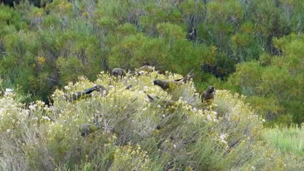 Troupeau Perroquets Fouisseurs Perruches Nourrissant Buisson Patagonie Argentine — Video