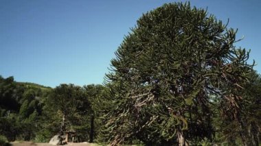 Arjantin ve Şili arasındaki sınır bölgesinde yoğun Araucaria ağaç ormanlarıyla Lanin volkanı manzarası.